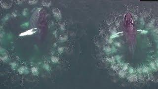 Drone discovery: humpback whales create "bubble cages" to trap prey