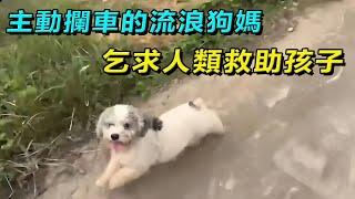 無家可歸的流浪狗媽，在野外的大樹下生了兩隻小奶狗，為了讓孩子能夠活下去，主動跑到路邊攔車求助人類，母愛真的太偉大！