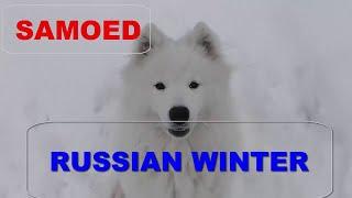 Самоед. прогулка русской зимой. Samoyed. Russian walk in the winter.