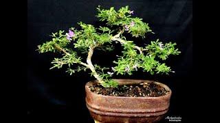 How to reviving a Bonsai plant Blue Braya Desmodium