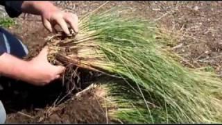 Dividing Evergreen Grasses