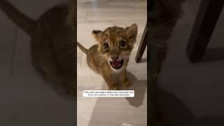 The man saved a motherless lion cub from the wilderness and then #animalshorts #shortvideo