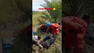 Ketika mandor & karyawan nya bercanda di kebun sawit #mandorsawit #karyawansawit #shortsviral