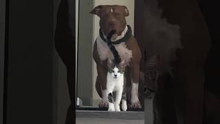 CATS AND DOGS FUNNY CUTE VIDEOS 458