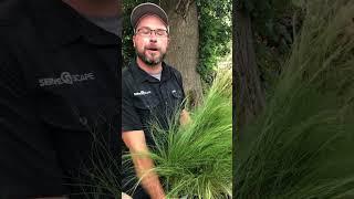 Mexican Feather Grass - Delivered to Your Door by ServeScape.com (Link in Comments)