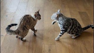 FUNNY cat play and pounce! 100% will make you laugh!