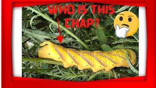 Weed eater? or Caterpillar Menace to Hydroponics