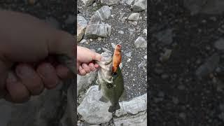 Catching a bass on a BEAVER lure!!