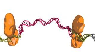 DNA cut-and-paste transposition