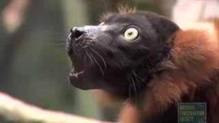 Red-Ruffed Lemur Group Shriek