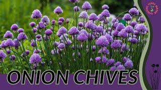 ONION CHIVES Information & Growing Tips! (Allium schoenoprasum)