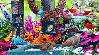 LIVE 4K Cottage Garden Bird Feeder: Cardinals, Woodpeckers, Song Birds, Bees, Sleep and Flowers
