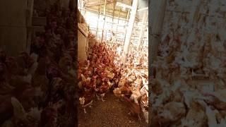 Alovera Magic #farmer #layerchicken #farming #chiicken #farm #agriculture #poultryfarming #poultry