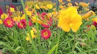 Hemerocallis 'Yellow Bouquet' (Daylily) // A GREAT BLOOMERwith Cheery, Semi-Double Fragrant Flowers