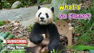 【Life Of Returnee Pandas】Episode 18 Panda Le Le’s Hilarious Life | iPanda