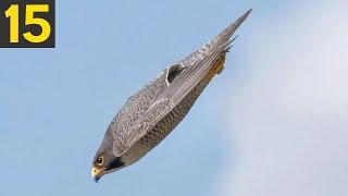 15 FASTEST Birds in the World