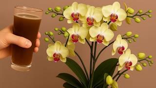 Pour 1 Cup per week! Orchids create new roots and flowers immediately