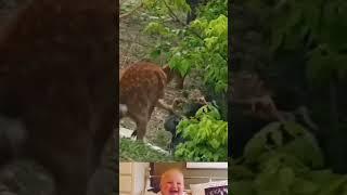 Aggressive deer attack on girl  | Animal fighting video | #animals #shorts
