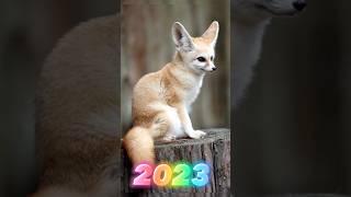 2023 fennec fox  VS 5000 bce fennec fox #shorts #ytshort #youtubeshorts  #mrbeast #mrindianhacker