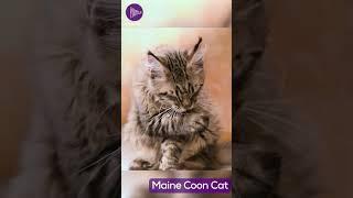 Maine Coon Cats: The Gentle Giants of the Feline World  