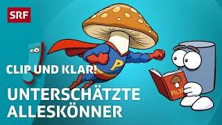 Pilze: Die geheimen Superhelden der Natur | SRF Kids – Clip und klar! | Für Kinder erklärt