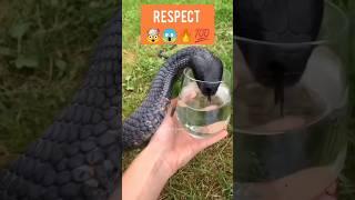 black snake respect me  #shorts