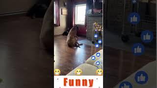 Dog Funny Moments #dogs #comedy #funny