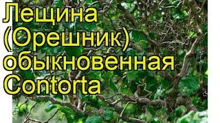 Лещина обыкновенная Конторта. Краткий обзор, описание характеристик corylus avellana Contorta