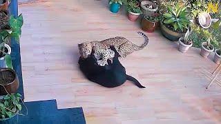 Brave Dog Fights Off Hungry Jaguar 