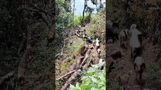 Mountain Life North Bengal
