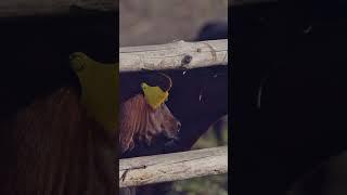 Разведение племенных бычков #фермерство #животноводство #фермер #крс