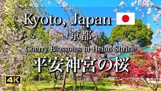 KYOTO VLOG ️ Прогулянка до Heian Shrine | Прекрасні вишневі квіти