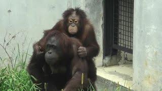 Let's go to Skywalk! by Chapy and Api  スカイウォークに行くよ！チャッピーとアピ　Orangutan   Tama Zoological Park