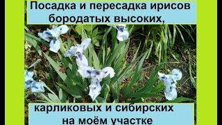 Пересаживаю свои ирисы. Посадка и пересадка карликовых, сибирских и обычных ирисов.