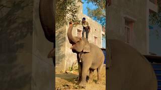 Nam_Dhaile_biya_khushi ️|| please support kijiye || #elephant #animal #trending #shorts