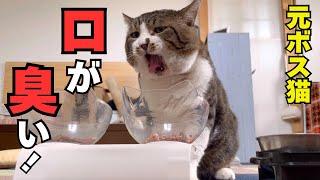 元ボス猫の口臭に困っています・・【topet口腔ケアサプリメント】