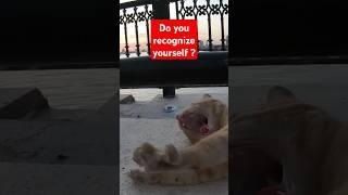 ED SHEERAN - Homeless cat in Ras Al Khaimah, UAE #cat #cats #EdSheeran #emirates #pet #ae #UAE #pets