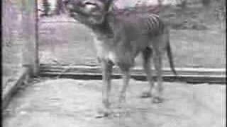 Last Tasmanian Tiger, Thylacine, 1933