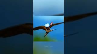 Power Of Ababeel Bird