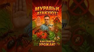 Каждый год одно и то же: муравьи, тля и погибающие грядки… Когда уже это закончится?