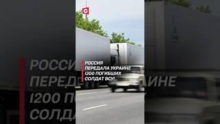 Россия передала Украине 1200 погибших солдат ВСУ! #россия #украина #новости #политика #война #сво