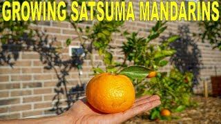 Satsuma Mandarin Growing Guide | Owari Satsuma Cold Hardy Citrus Tree