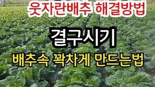 웃자란 배추, 약해입은 배추 해결해드립니다 / 속이 꽉차게 만드는 방법 #김장배추 결구 만드는법