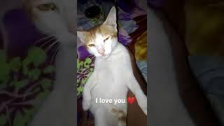 My Cat Creamy