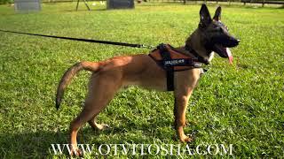 BELGIAN MALINOIS PUPPY TRAINING || Ivan Balabanov shows you how to train a young Malinois puppy!