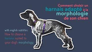 Comment choisir un harnais adapté à la morphologie de son chien