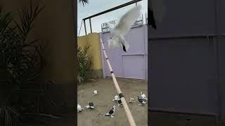 лучшая подборка боёв голубей #birds #kabootar #голуби #pigeon #tauben #птицы #бойголубей #подборка