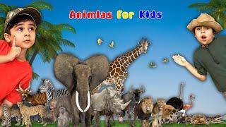 Animal Compilation Video For Kids | Funny and Educational video about animals by Atrin and Soren