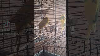 мой тгк:Крысогуля #крысогуля #жанбелка #кивикакарик #сыркакарик #сыркиви #кореллы #машкаричи