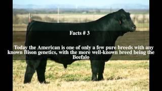 American cattle Top # 5 Facts